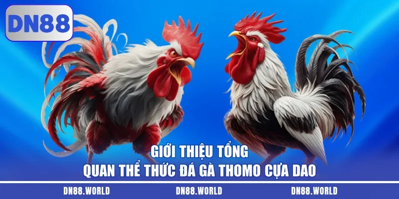 Giới thiệu tổng quan thể thức đá gà Thomo cựa dao